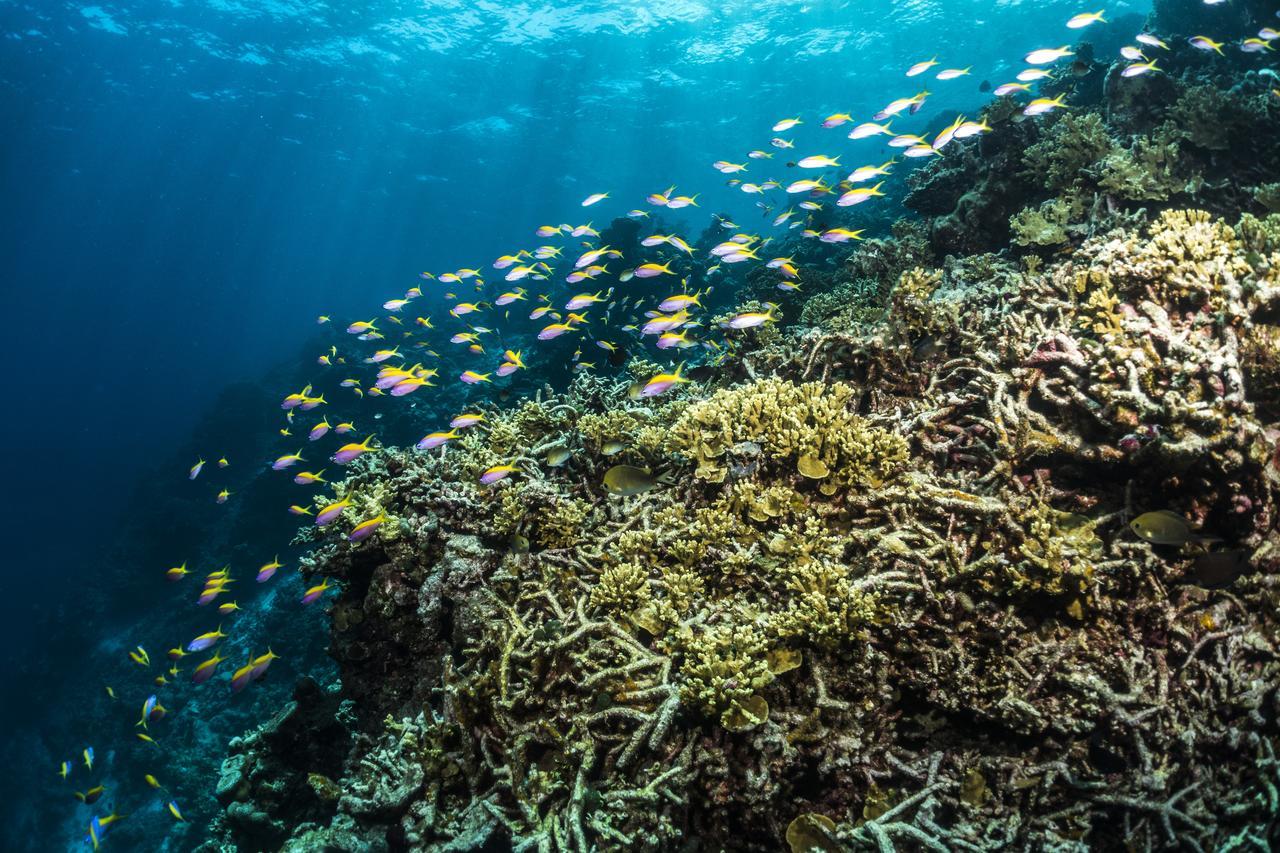 Mercure Maldives Kooddoo Adults-Only Resort - 35 Percent Off Return Domestic Transfers For Two Adults Until September Viligili Экстерьер фото